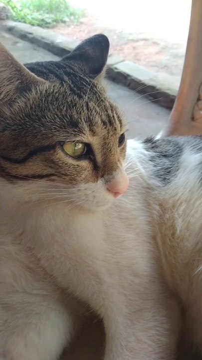 Cute Cat Video,