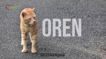 Yang  Belum Kamu Ketahui Tentang Kucing
