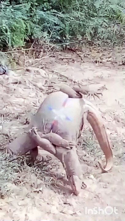 best animal dance video