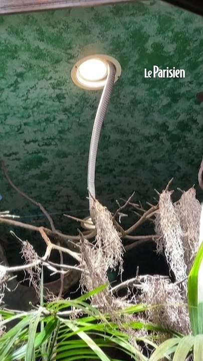 Suède : un cobra royal baptisé Houdini s'évade du zoo de Stockholm