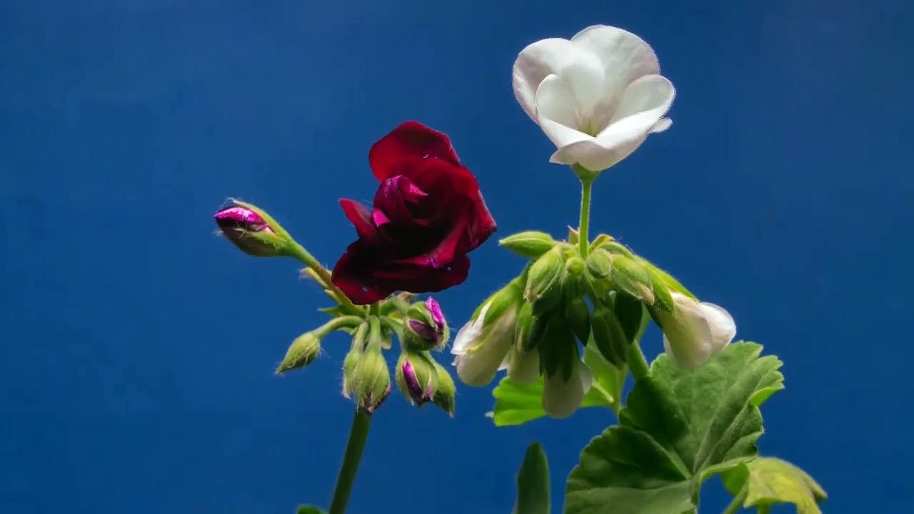 beautiful flower bloom time