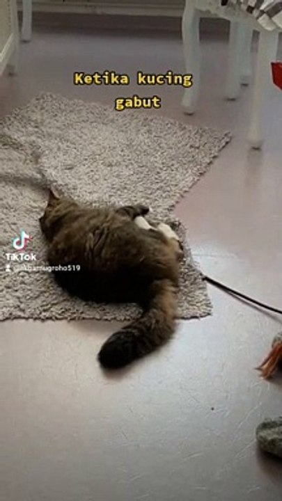 Kucing lucu,ngerjain kucing yg bikin gemes