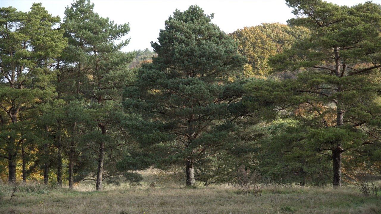 Kent Wildlife Trust are offsetting emissions by selling carbon to businesses