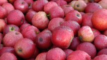 Kent's apple crop sweeter and brighter than ever