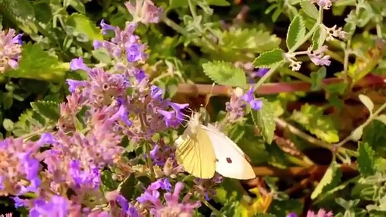 James Martin's Great British Adventure - Se1 - Ep06 HD Watch HD Deutsch