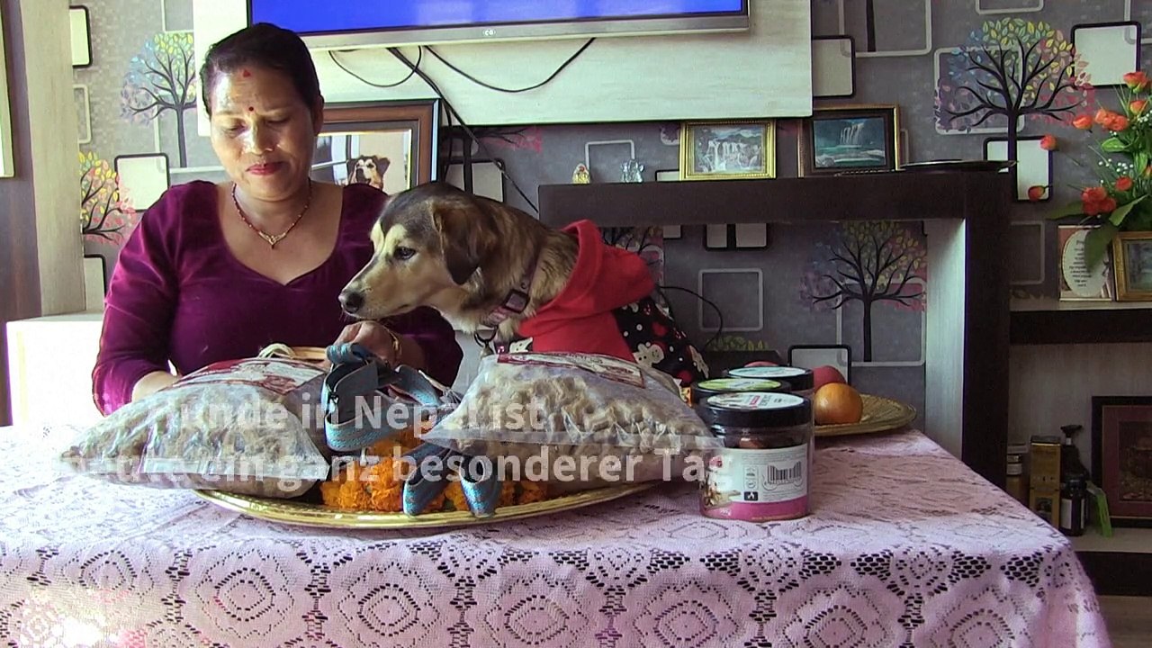 Ein Fest nur zu Ehren der Hunde