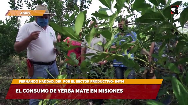 Actualidad de los yerbateros en Misiones