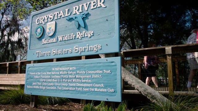 Why Are Manatees Known as Sea Cows?