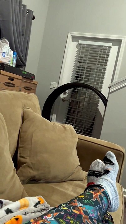 Bold Cat Slides Down Banister