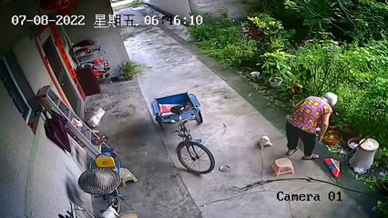 Un chiot aide une grand-mère à s'assoir sur un tabouret