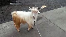 ZING goat video| Top quality | fun | entertainment| Goat video