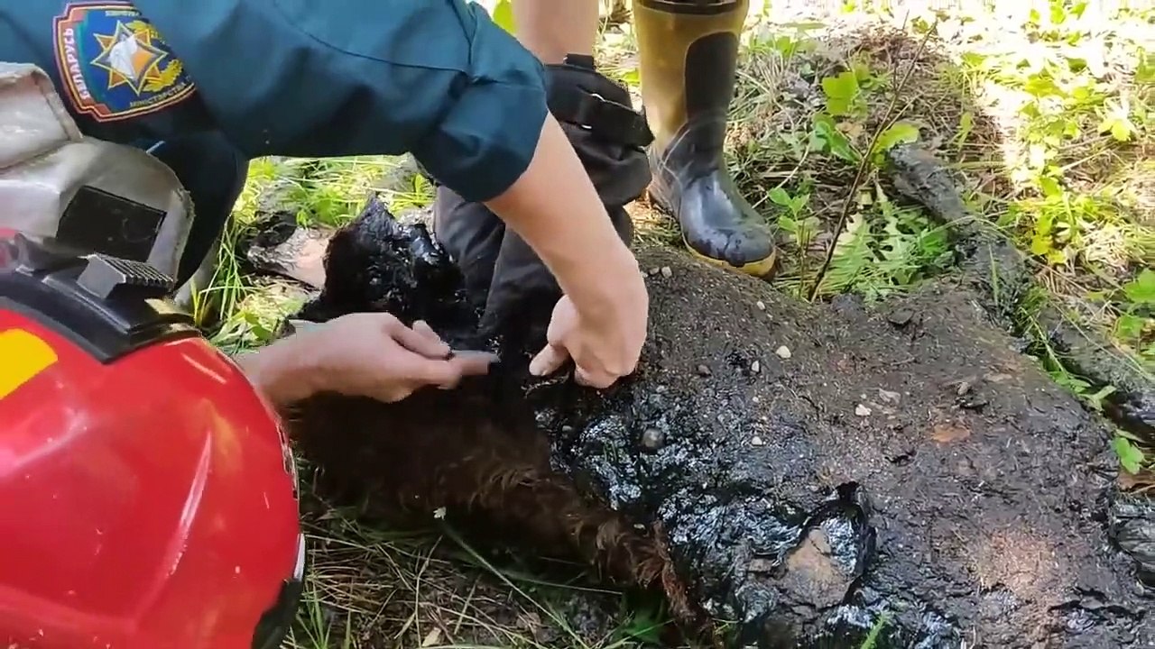 Animals That Asked People for Help & Kindness | React On Trend