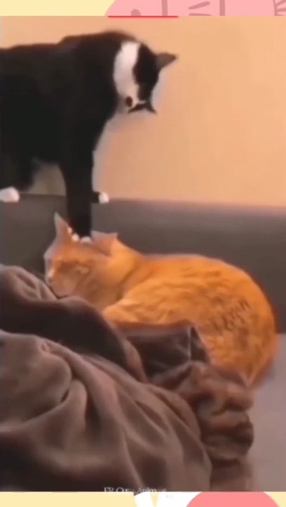 Funny animal videos