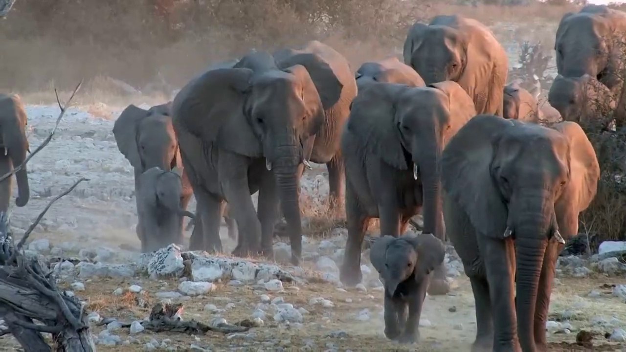 suara menarik dari hewan yang sudah dikenal : sapi,kuda, bebel, gajah, monyet,ayam, singa