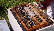 Harvesting Honey Beehive - Beekeeping_ Honey Farming (uncapping, extraction and filtration)