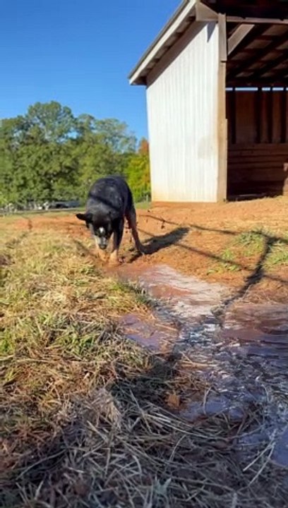 Cattle Dog Herds Water