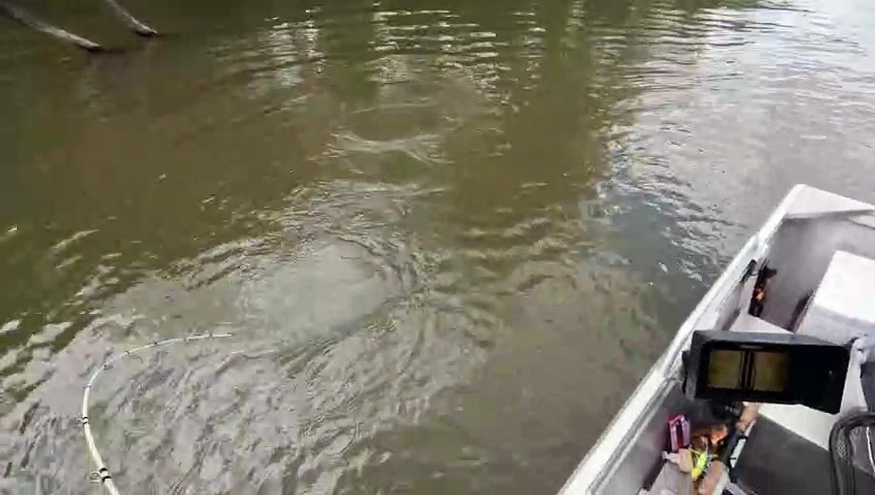 Caught on camera: Million Dollar Fish competition winning barra reeled ...