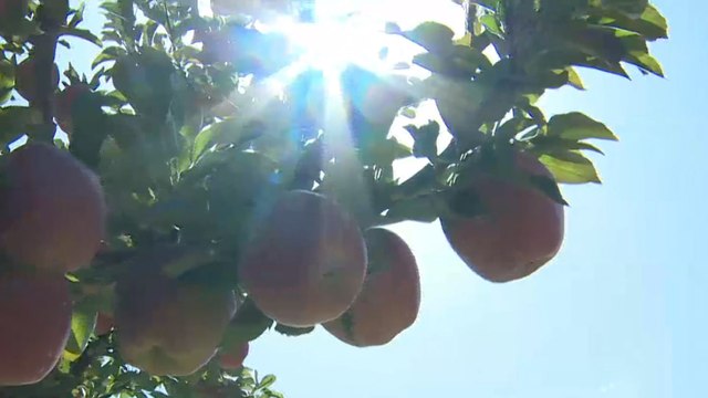 الزراعة.. ضحية جديدة من ضحايا الأزمة الاقتصادية في لبنان