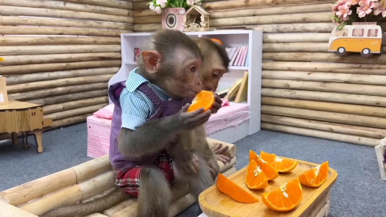 Animal content 1