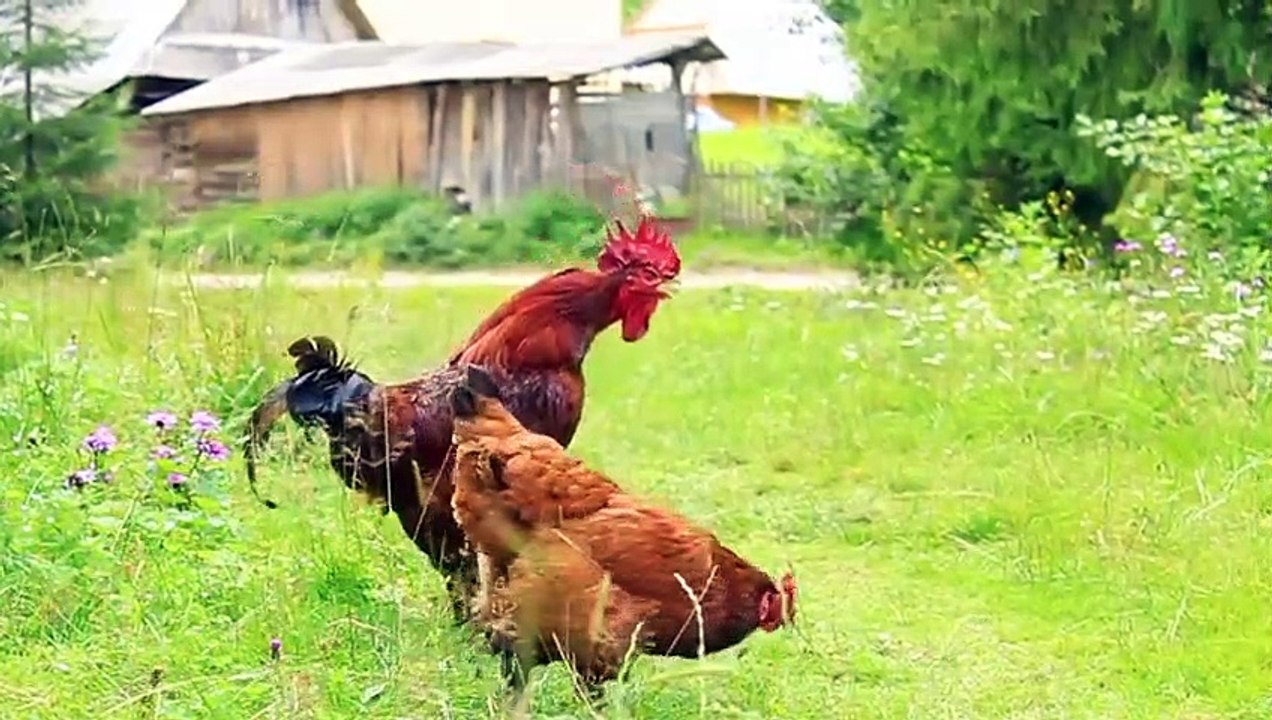 Farm animal rations: dog, cat, cow, horse, duck, chicken - animal sounds