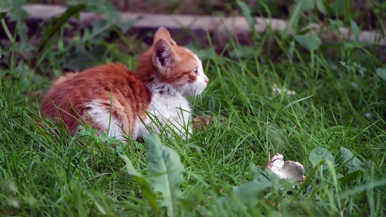 The Funny Cat - Part 3