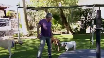 Cesar 911 - Se1 - Ep03 - Dog Fight HD Watch HD Deutsch