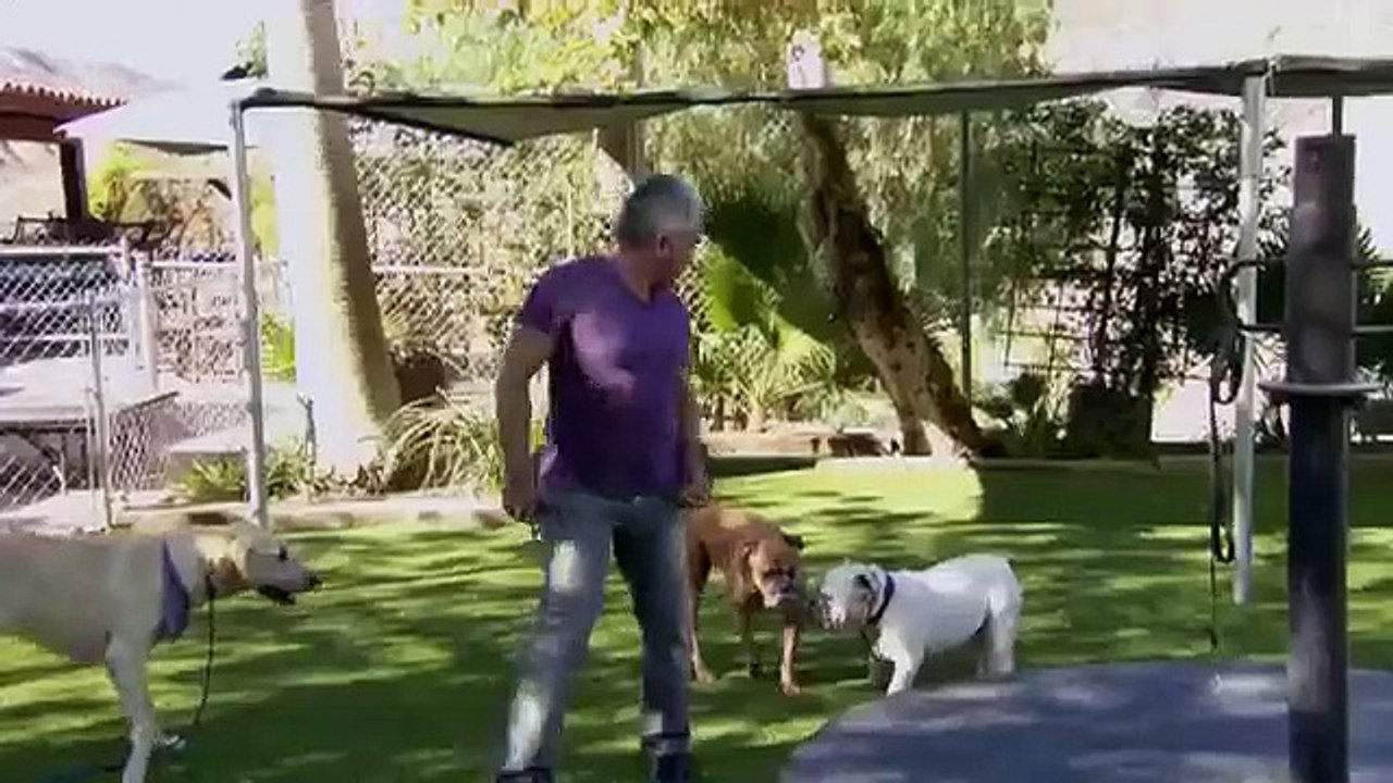 Cesar 911 - Se1 - Ep03 - Dog Fight HD Watch HD Deutsch
