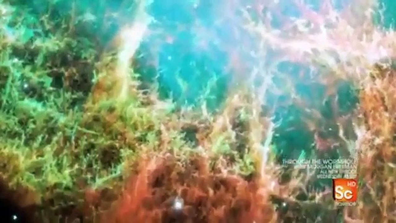 Through the Wormhole - Se1 - Ep02 HD Watch HD Deutsch