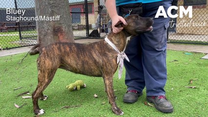 RSPCA Hunter Shelter long-termers | Maitland Mercury | October 25, 2022