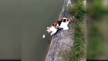 Funny cat videos