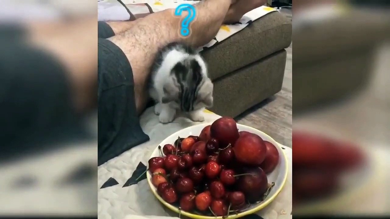 Cat videos