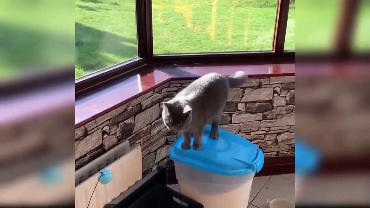 Funny cat videos