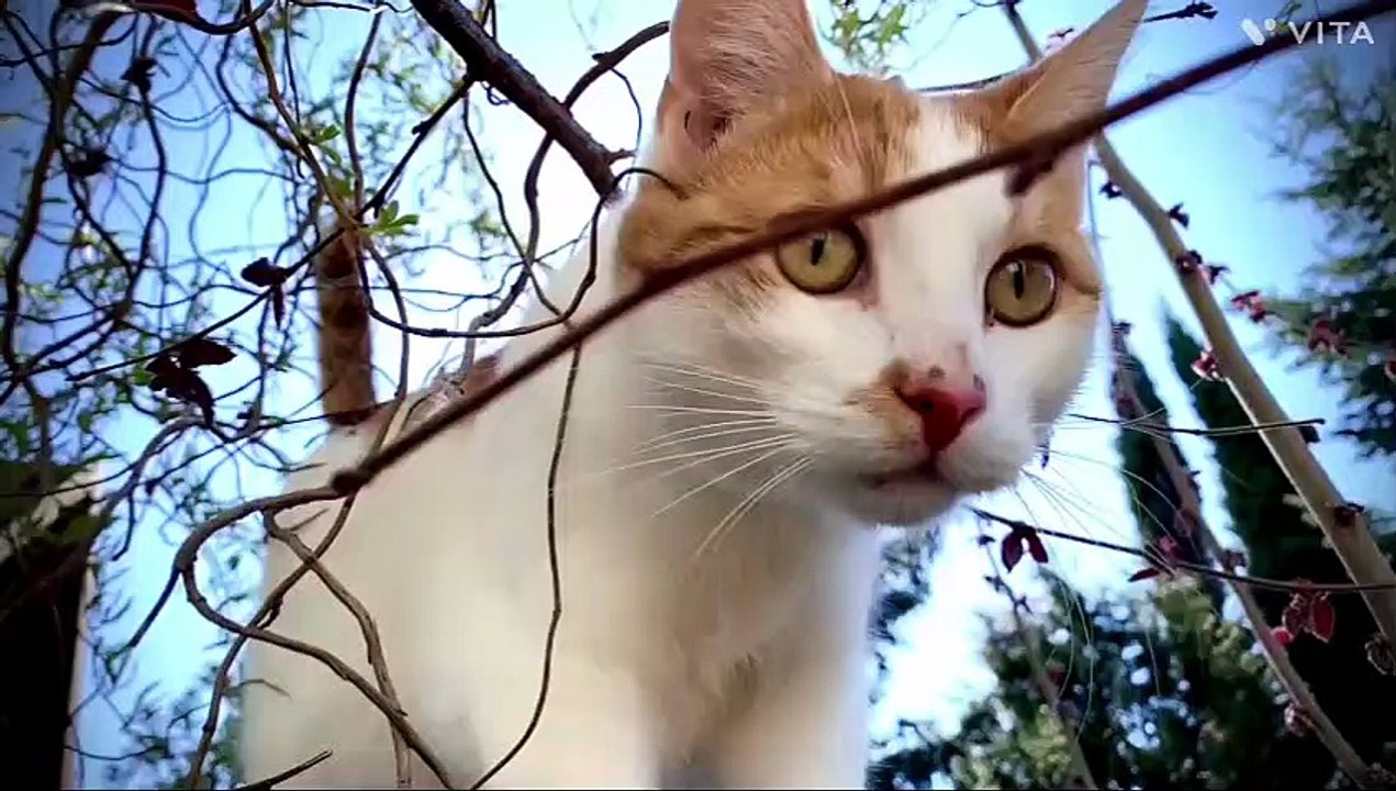 Cat's video