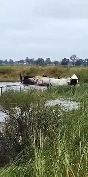 Cows rescued from flooded paddock in Kerang | October 25, 2022 | Bendigo Advertiser