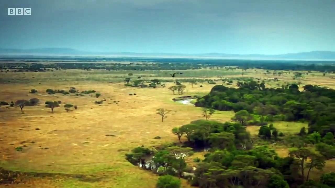 Serengeti - Se1 - Ep03 - Invasion HD Watch HD Deutsch