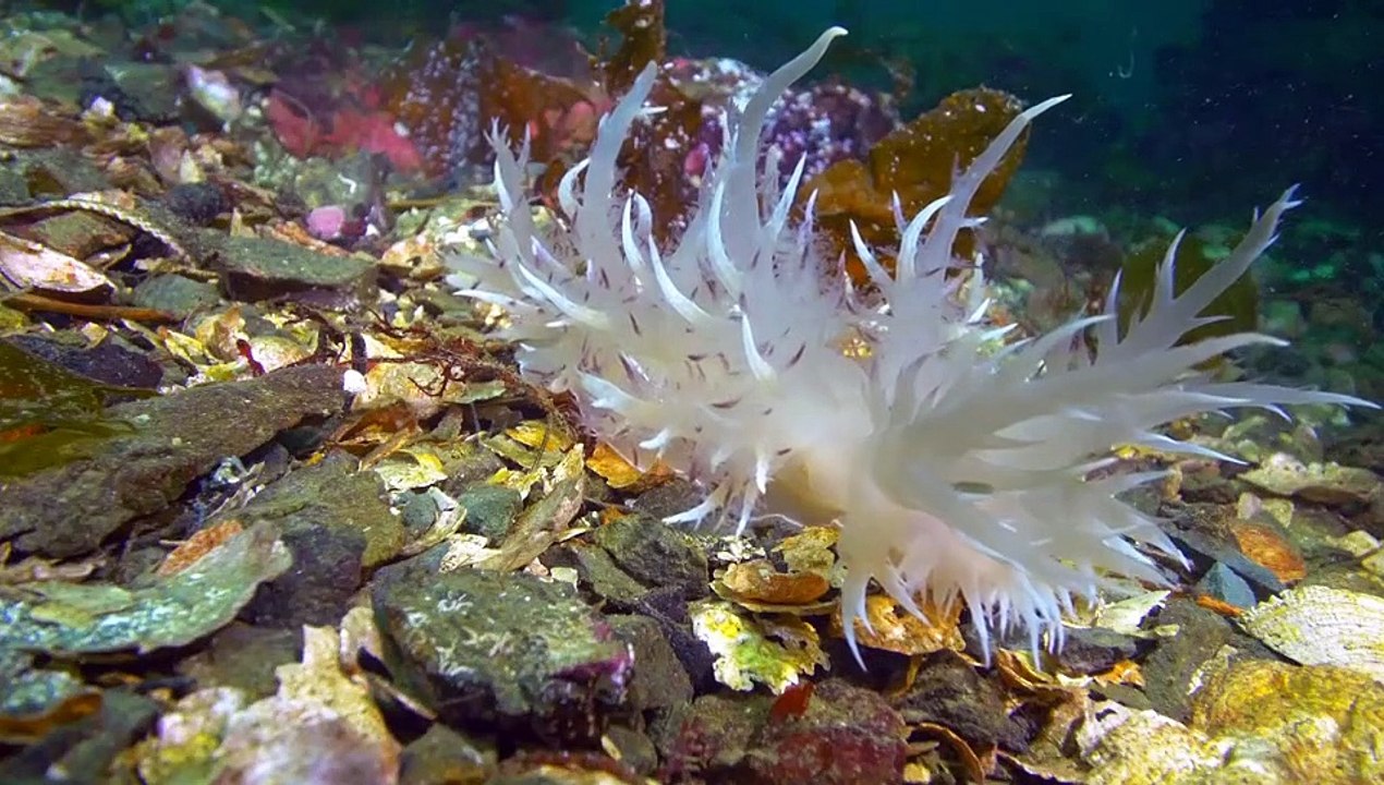 Strange Creatures - Se2 - Ep01 - Chemical Weapons HD Watch HD Deutsch