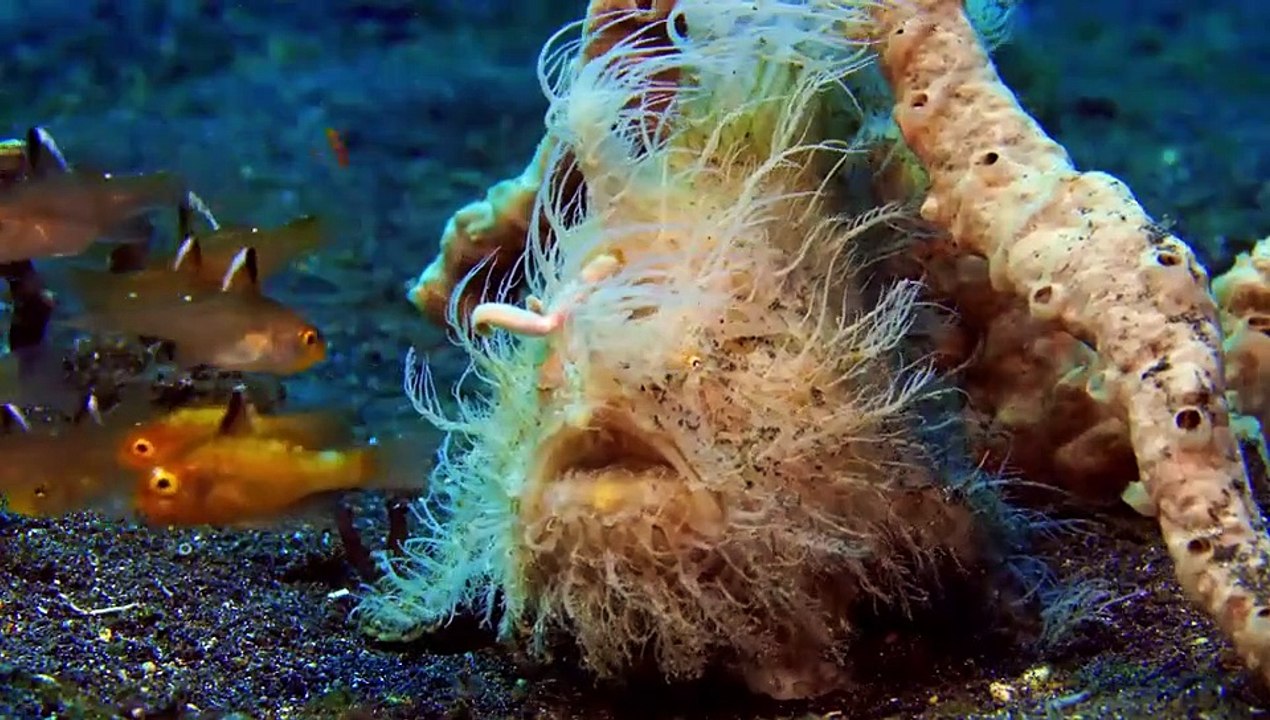 Strange Creatures - Se2 - Ep03 - Ocean Oddballs HD Watch HD Deutsch