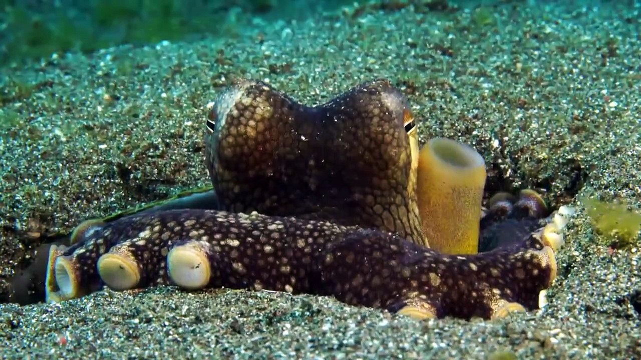 Strange Creatures - Se2 - Ep02 - Strange Powers HD Watch HD Deutsch