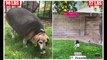 Couple who rescued morbidly obese 90LB beagle from a kill shelter proudly reveals his incredible three-year transformation after strict health regimen helped the dog shed 63LBS