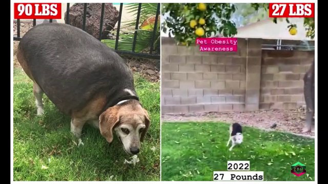 Couple who rescued morbidly obese 90LB beagle from a kill shelter proudly reveals his incredible three-year transformation after strict health regimen helped the dog shed 63LBS