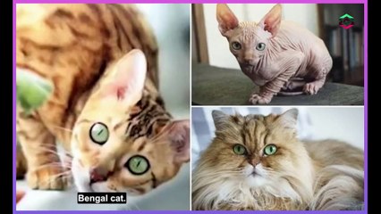 Vet reveals four cat breeds he would NEVER buy
