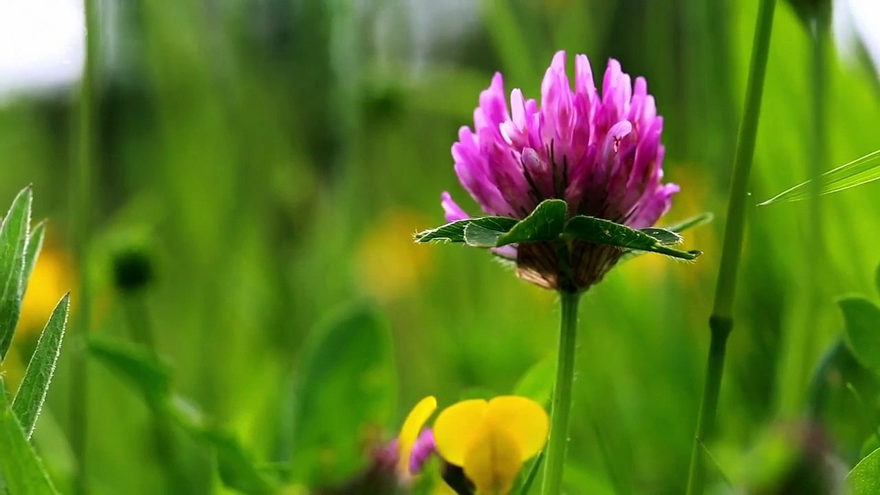 Sarah Beeny's New Life in the Country - Se1 - Ep05 HD Watch HD Deutsch