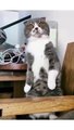 Super funny Animal videos_ will make you LAUGH EXTREMELY HARD