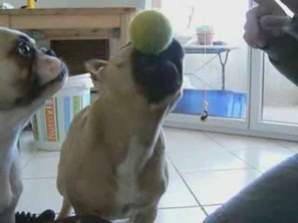 BartoK et sa balle sur la truffe