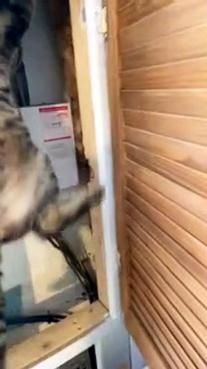 Climbing Kitty Gets Thwarted