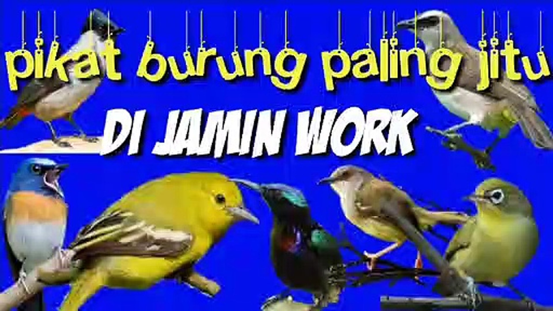 ⁣Suara pikat burung paling ampuh work