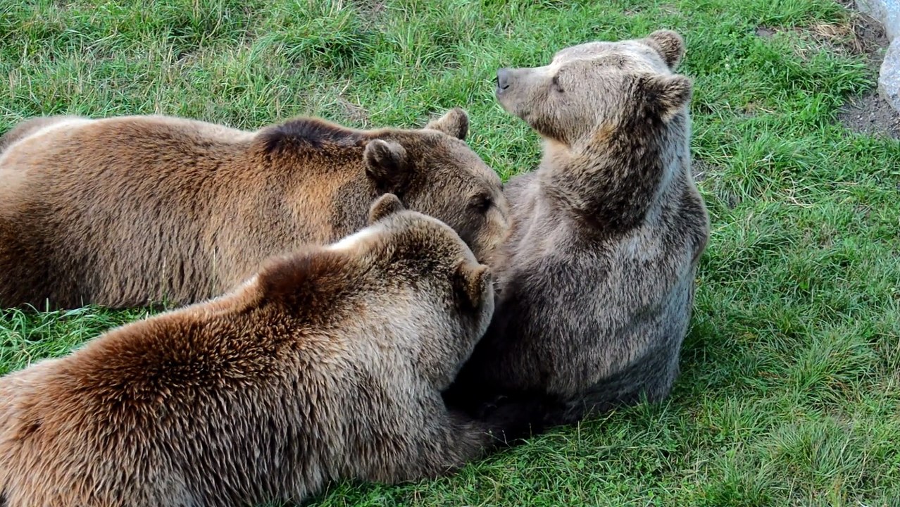 The Bear Suckled Her Cubs