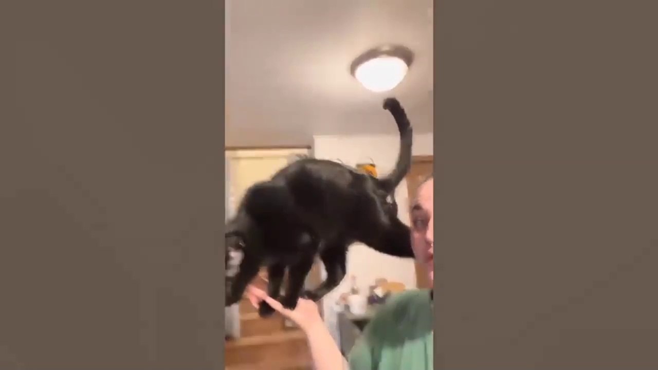 Funny animals videos Funniest Cats and Dogs videos 