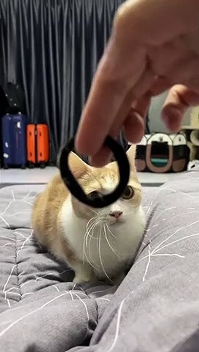 Kucing pintar