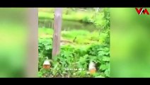 Animals Thug Life _ Part 4 _ Funny Animals Videos _ Viral Memes(480P)